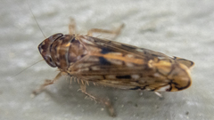 Scaphoideus
