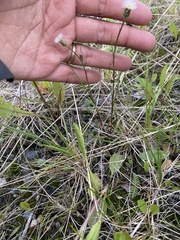Erigeron lonchophyllus