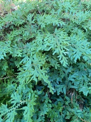 Selaginella uncinata