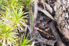 Caladenia decora