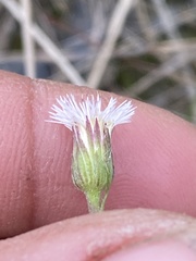 Erigeron lonchophyllus