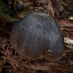 Pluteus americanus