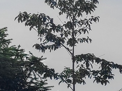 Acridotheres cristatellus