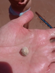 Cerastoderma edule