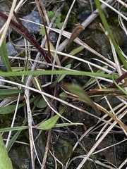 Erigeron lonchophyllus