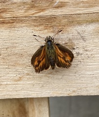 Ochlodes sylvanoides