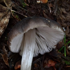 Pluteus americanus