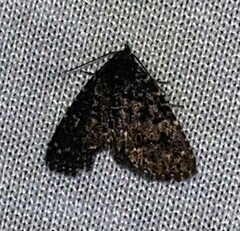 Metalectra diabolica