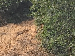 Amaurornis phoenicurus