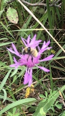 Bombus borealis