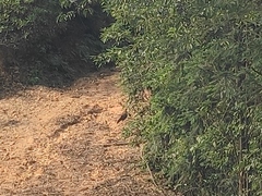 Amaurornis phoenicurus