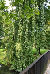 Magnoliopsida