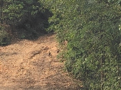 Amaurornis phoenicurus