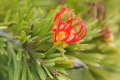 Grevillea