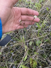 Erigeron lonchophyllus