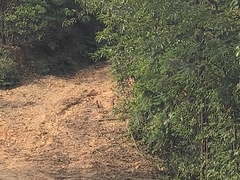 Amaurornis phoenicurus