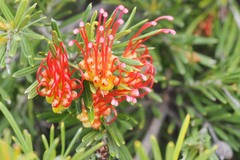 Grevillea
