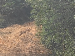 Amaurornis phoenicurus