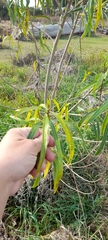 Sapium haematospermum