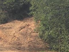 Amaurornis phoenicurus