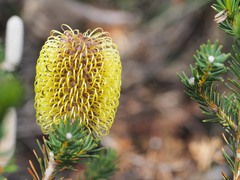 Banksia