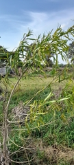 Sapium haematospermum