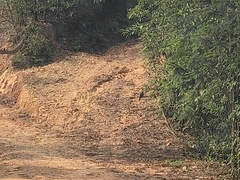 Amaurornis phoenicurus