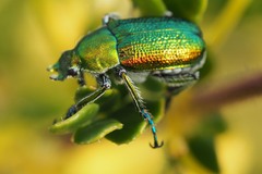 Diphucephala