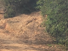 Amaurornis phoenicurus