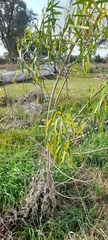 Sapium haematospermum
