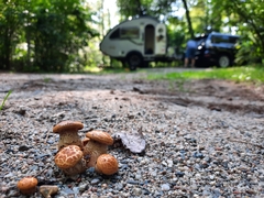 Pholiota squarrosa