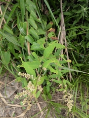 Artemisia anomala