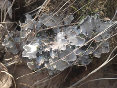 Peltigera canina