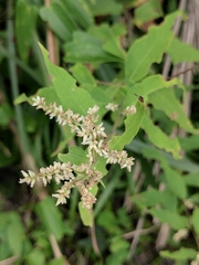 Artemisia anomala