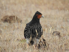 Daptrius carunculatus