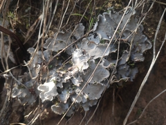 Peltigera canina