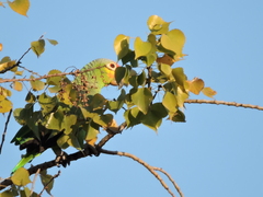 Amazona autumnalis