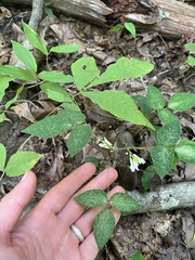 Amphicarpaea bracteata
