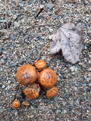 Pholiota squarrosa