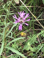 Bombus borealis