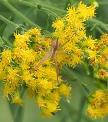 Pisaurina mira