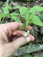 Amphicarpaea bracteata