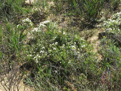 Agathosma latipetala
