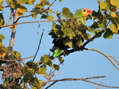 Amazona autumnalis