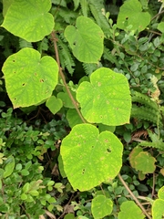 Actinidia