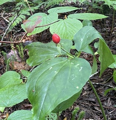Trillium undulatum
