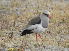 Vanellus resplendens