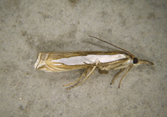 Crambus watsonellus