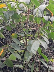 Anacardiaceae