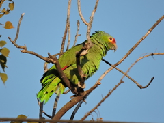 Amazona autumnalis